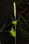 Pine barren sedge